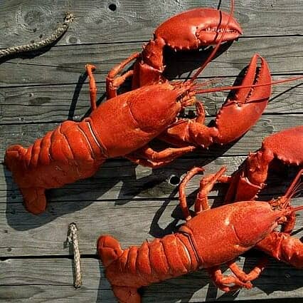 live-lobsters-1-5-Pounds