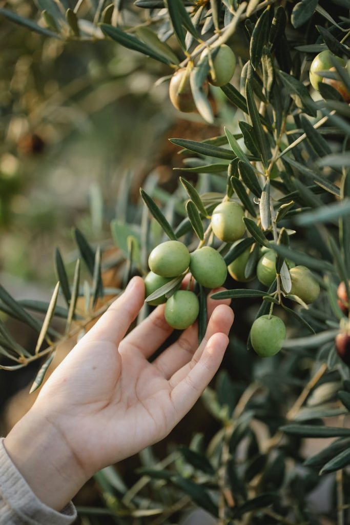 gardener touching olives on tree in garden